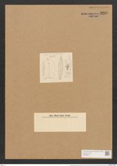 Schizonema hyalinum (Kuetz.) Rabenh. (de-Toni-Nr.: Genus 20, Species 1189) Zeichnungen Sammlung Grunow Nr. 2295 (NHMW-BOT-W0369417)